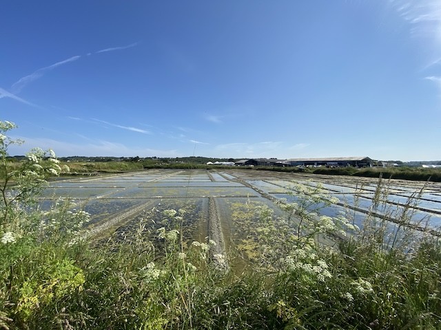 Marais salants de Guérande