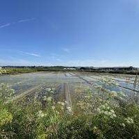 Marais salants de Guérande